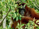 Palmeolie i orangutangernes land
