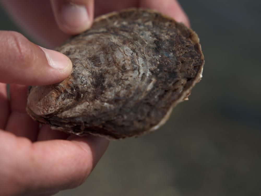 Arktis under forandring - Polarhavenes biodiversitet