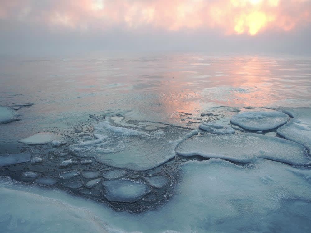 Arktis under forandring - Polarhavenes biodiversitet