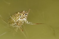 Truet tudse hopper videre 