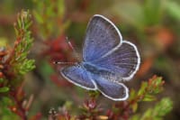 En bølle, du skal være glad for at møde: Sjælden sommerfugl vender tilbage til Aalborg