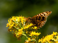 Levende natur er blevet en politisk vindersag
