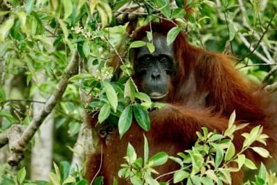 Palmeolie i orangutangernes land