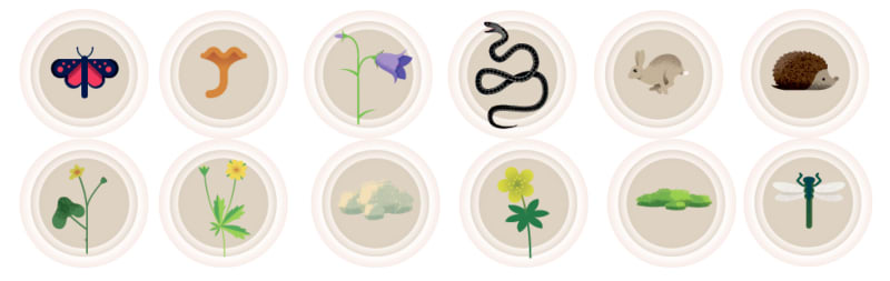Her er nogen af de danske arter, der er blevet registreret. Illustration: Danmarks Naturfredningsforening