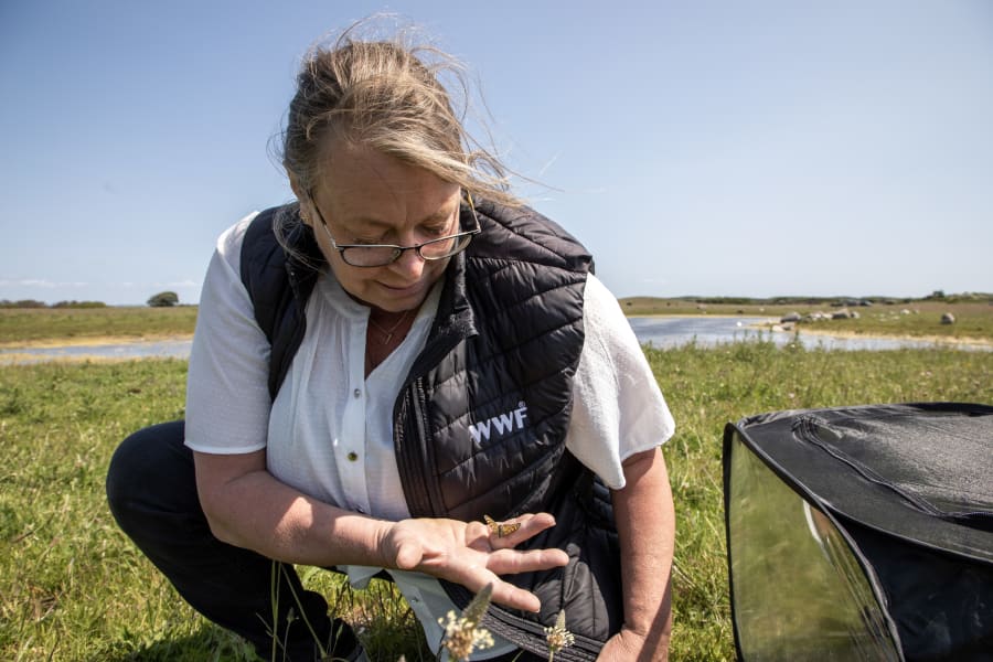 Anne-Kristine Sverdrup der slipper sommerfuglene fri på Knudshoved Odde. Foto: Jonas Lysholdt Ejderskov, WWF. 