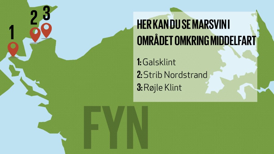 Grafik: Lauge Eilsøe-Madsen