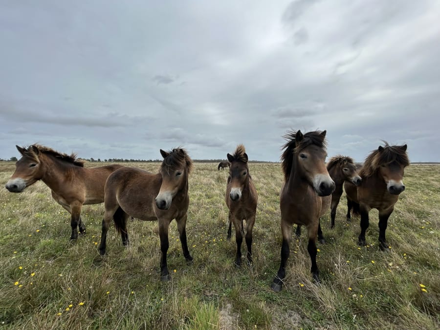 Dyrene spiller nemlig en kernerolle i arbejdet med at lave natur. Foto: Hempel Fonden