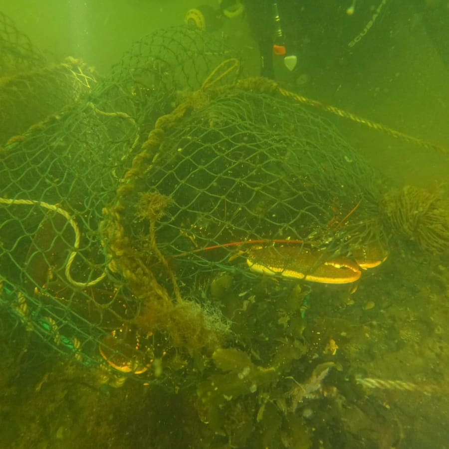 Hvert år dør der verden over flere tusinde dyr i spøgelsesnet. Foto: North Nature