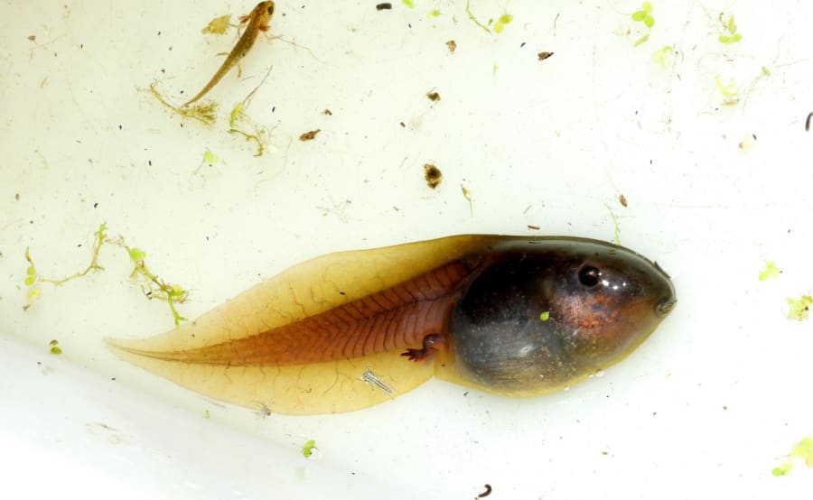 Løgfrøens haletudser er de største i Danmark. Foto: Andreas Andersen