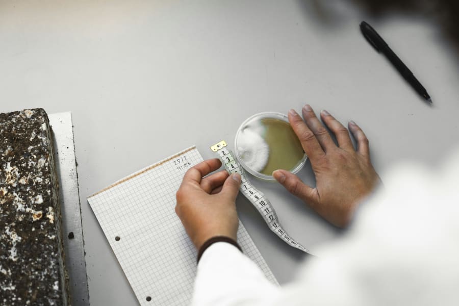 De svampe der bruges i Visibuilt, er nogle der er dyrket under fuldstændig kontrollerede forhold i laboratorier. Foto Visibuilt af Daniel Rasmussen.