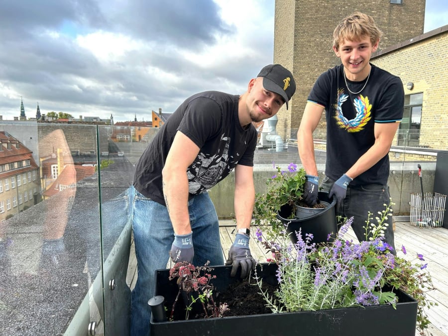 Gymnasievennerne Anker og Asbjørn i fuld sving med at plante bivenlige stauder i plantekasserne på gymnasiets tagterrasse. Foto: Anne Burlund