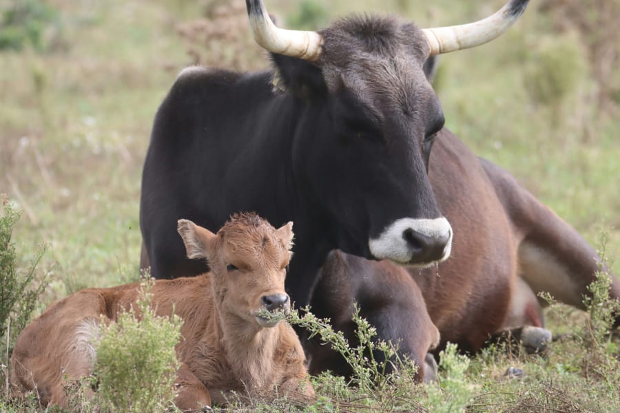 I de første uger gemmer tauros-kalvene sig for rovdyr, og køerne opsøger dem kun for at lade dem die. Det er en helt anden adfærd, end tamkvæg har. Foto: Hempel Fonden