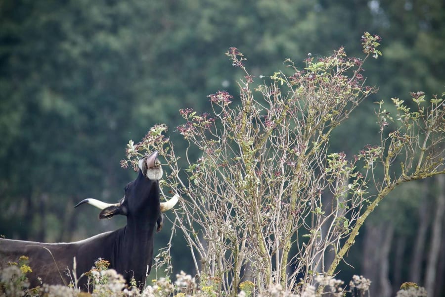 Fordi tauros er så store, kan de spise en større variaton af planter. Foto: Hempel Fonden