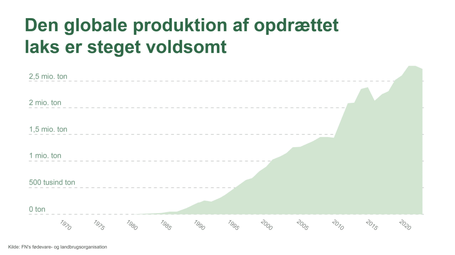 Her kan du se, hvor meget mere opdrættet laks, vi producerer end for et par årtier siden. Infografik: Eva Søe Olsen