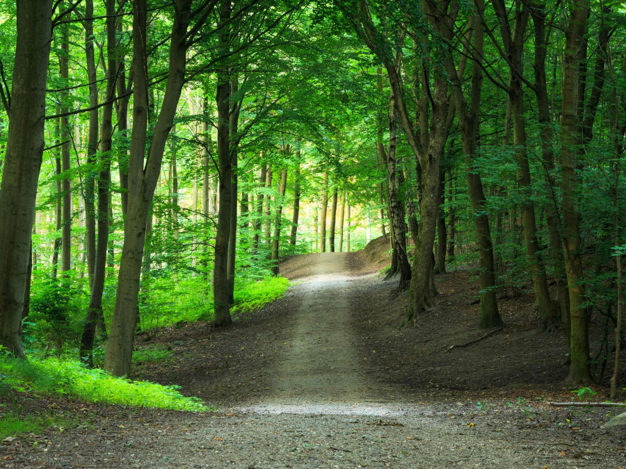 Foto: Jaffar Ali Afzal, iStock