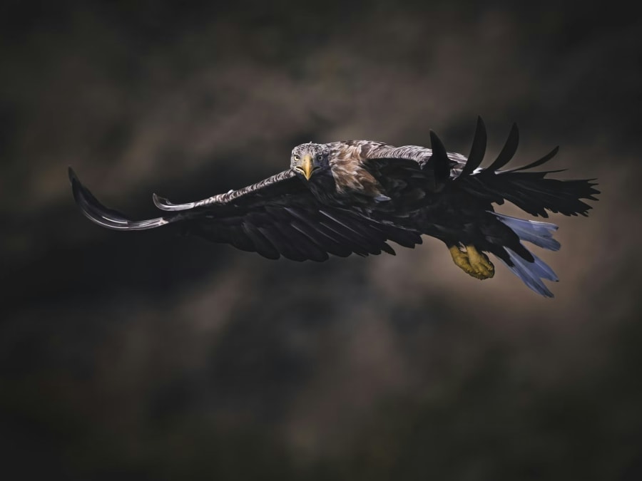 Havørnen er den største rovfugl i Nordeuropa. Foto: pen_ash på Unsplash