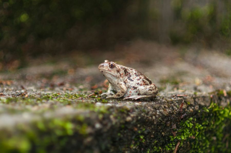 Løgfrøen er anderledes end andre frøer. Den graver sig ned i jorden for at holde varmen, og når den kvækker, klukker den under vand. Foto: iStock