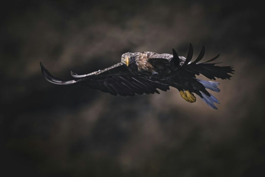 Havørnen er den største rovfugl i Nordeuropa. Foto: pen_ash på Unsplash