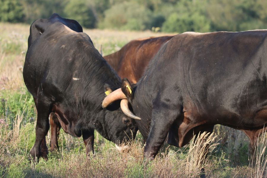 I Saksfjed Vildmark skal dyrenenes adfærd være så naturlig som muligt - det gælder også for konkurrence og parring. Foto: Hempel Fonden